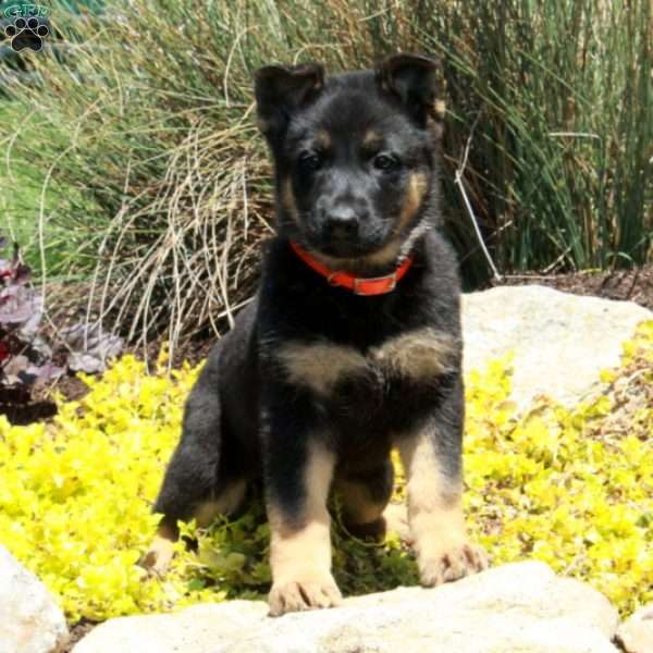 Gwen, German Shepherd Puppy