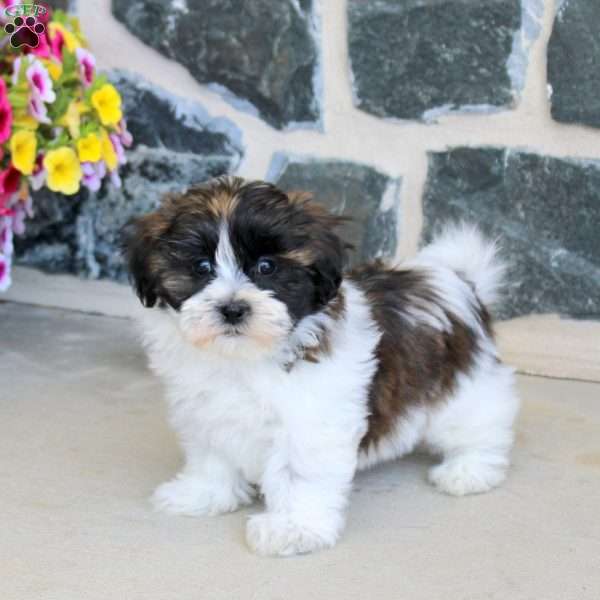 Gwen, Teddy Bear Puppy