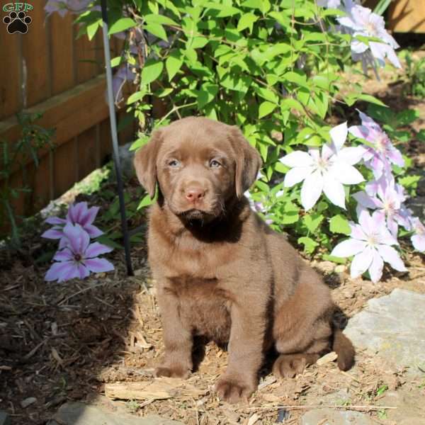 Gwen, Chocolate Labrador Retriever Puppy