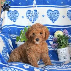 Gwen, Miniature Poodle Puppy