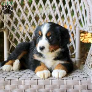 Gwen, Bernese Mountain Dog Puppy