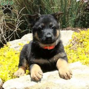 Gwen, German Shepherd Puppy