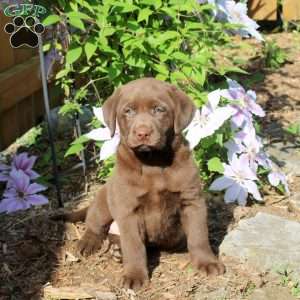 Gwen, Chocolate Labrador Retriever Puppy