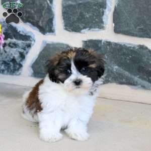 Gwen, Teddy Bear Puppy