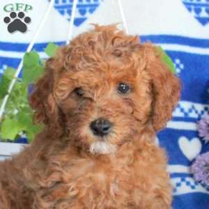 Gwen, Miniature Poodle Puppy