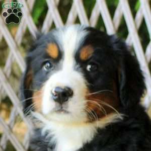 Gwen, Bernese Mountain Dog Puppy