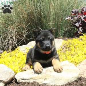 Gwen, German Shepherd Puppy