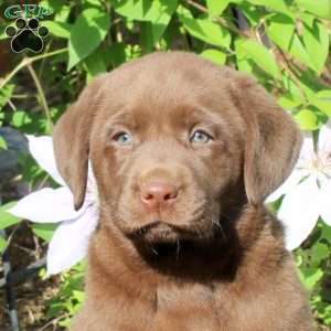 Gwen, Chocolate Labrador Retriever Puppy
