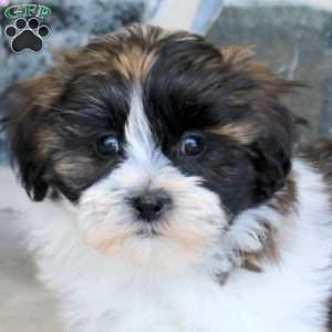 Gwen, Teddy Bear Puppy