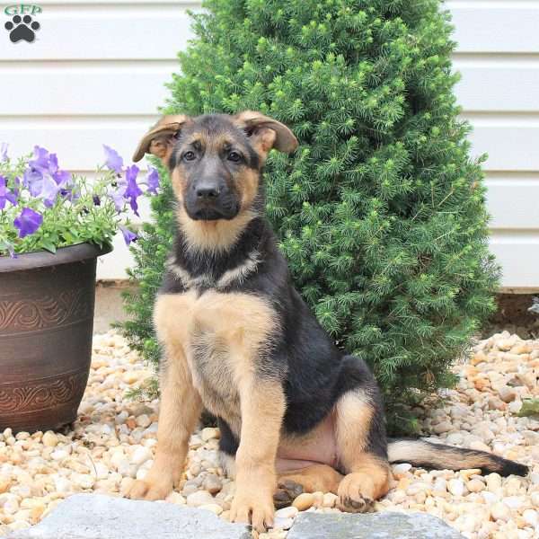 Hailey, German Shepherd Puppy