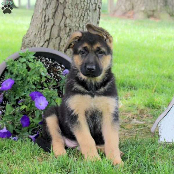 Hailey, German Shepherd Puppy