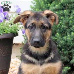Hailey, German Shepherd Puppy