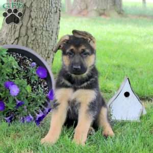 Hailey, German Shepherd Puppy