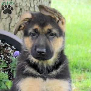 Hailey, German Shepherd Puppy