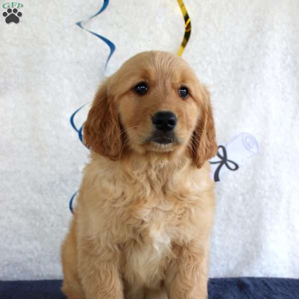 Haley, Golden Retriever Puppy