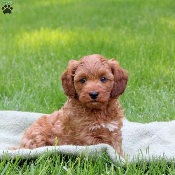 Hank, Cavapoo Puppy