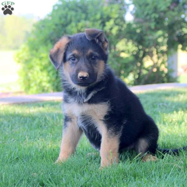 Hank, German Shepherd Puppy