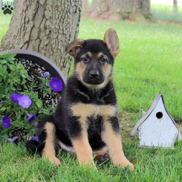 Hank, German Shepherd Puppy