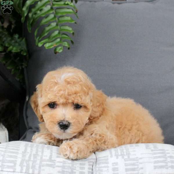 Hank, Bich-Poo Puppy