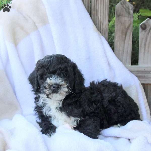 Hank, Miniature Poodle Puppy