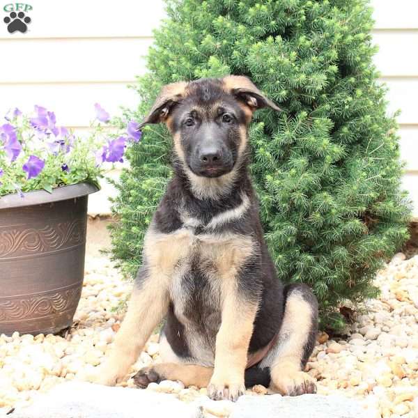 Hank, German Shepherd Puppy