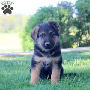 Hank, German Shepherd Puppy