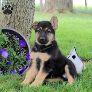 Hank, German Shepherd Puppy