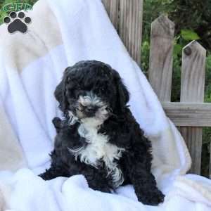 Hank, Miniature Poodle Puppy