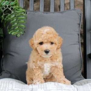 Hank, Bich-Poo Puppy