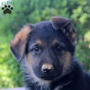 Hank, German Shepherd Puppy