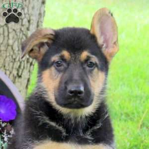 Hank, German Shepherd Puppy