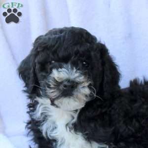 Hank, Miniature Poodle Puppy