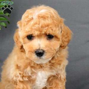 Hank, Bich-Poo Puppy