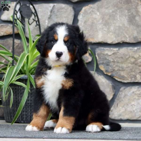 Hank, Bernese Mountain Dog Puppy