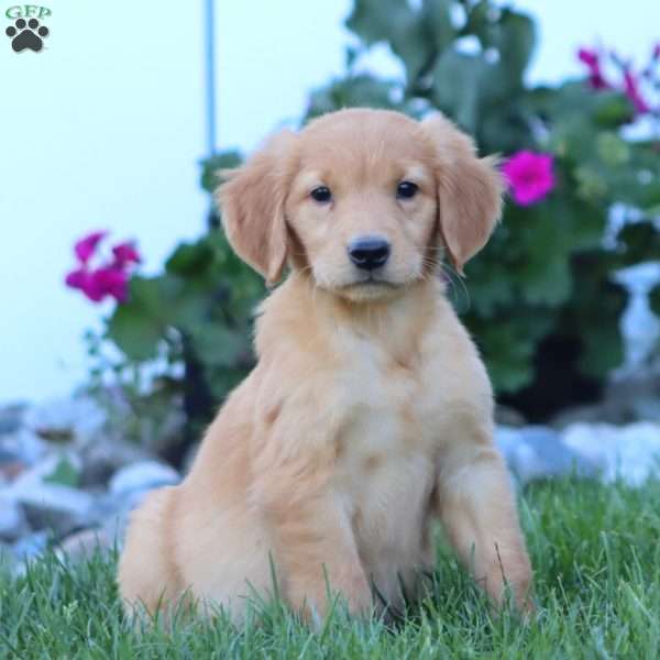 Hank, Golden Retriever Puppy