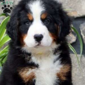Hank, Bernese Mountain Dog Puppy