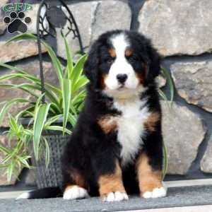 Hank, Bernese Mountain Dog Puppy
