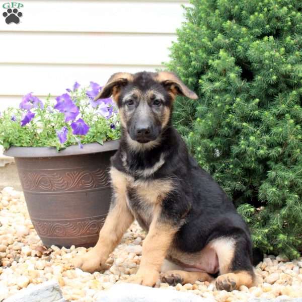 Hannah, German Shepherd Puppy