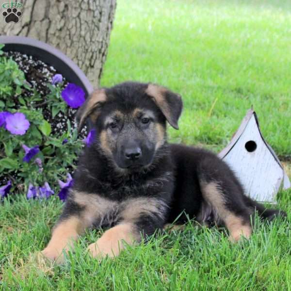 Hannah, German Shepherd Puppy