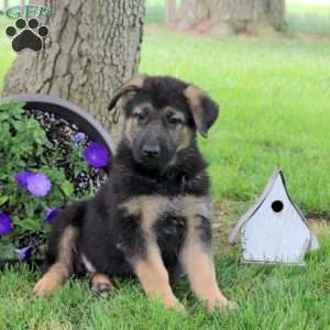 Hannah, German Shepherd Puppy