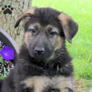 Hannah, German Shepherd Puppy