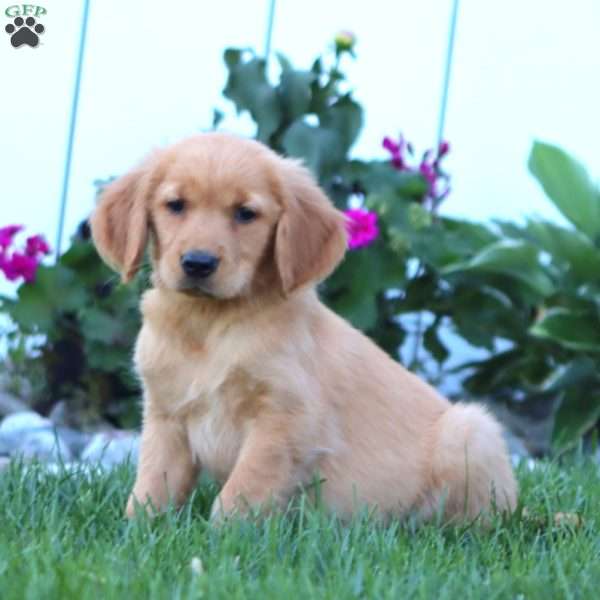 Hannah, Golden Retriever Puppy