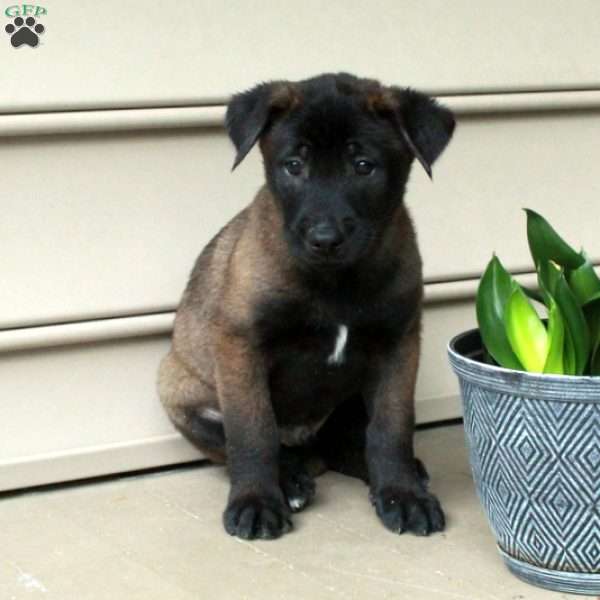Hansel, Belgian Malinois Puppy