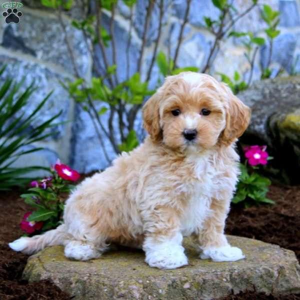 Happy, Maltipoo Puppy