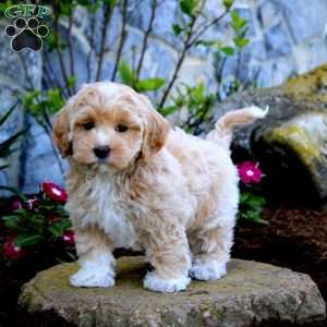 Happy, Maltipoo Puppy