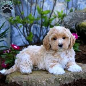 Happy, Maltipoo Puppy