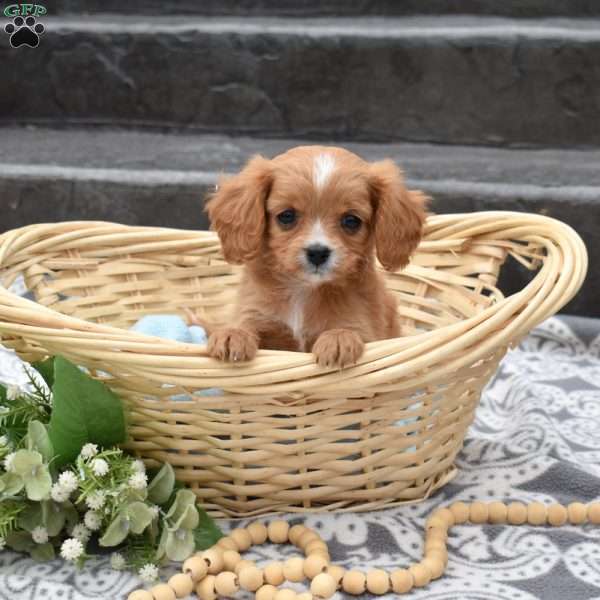Harley, Cavapoo Puppy