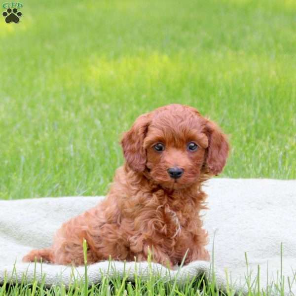 Harley, Cavapoo Puppy