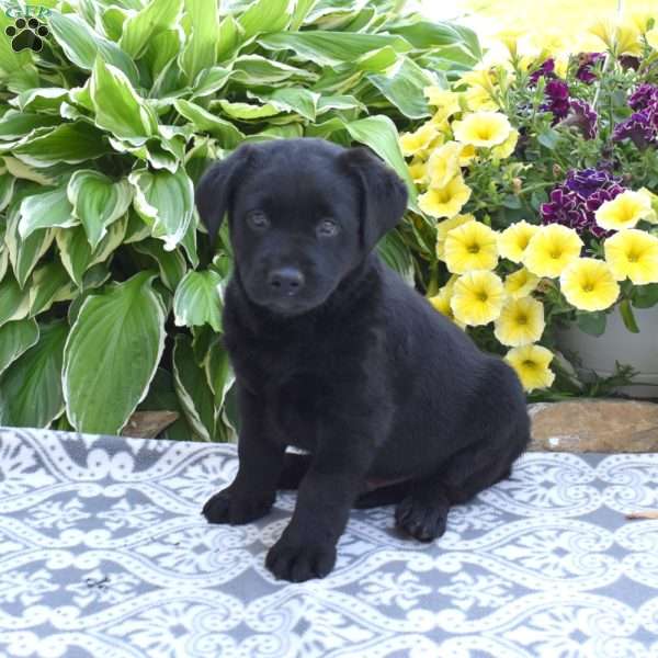 Harley, Black Labrador Retriever Puppy