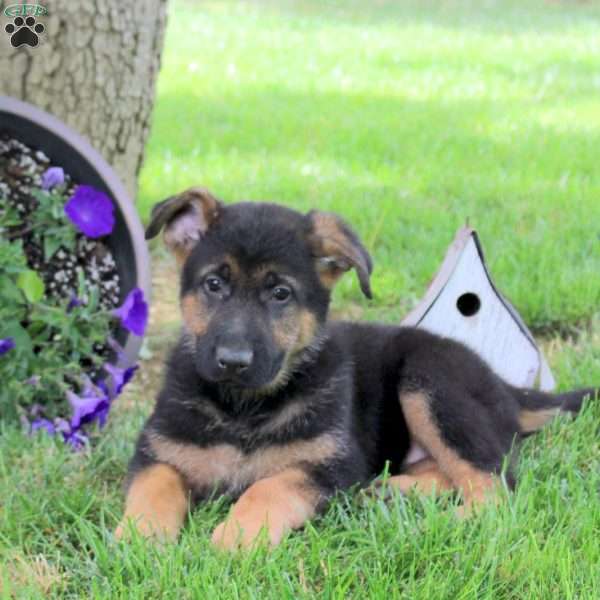 Harley, German Shepherd Puppy